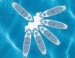 Nelumbo-half+lotus+++instructor